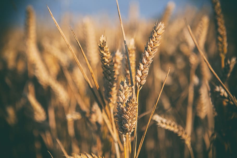 Vlada Srbije sutra pokreće otkup merkantilne pšenice od gazdinstava
